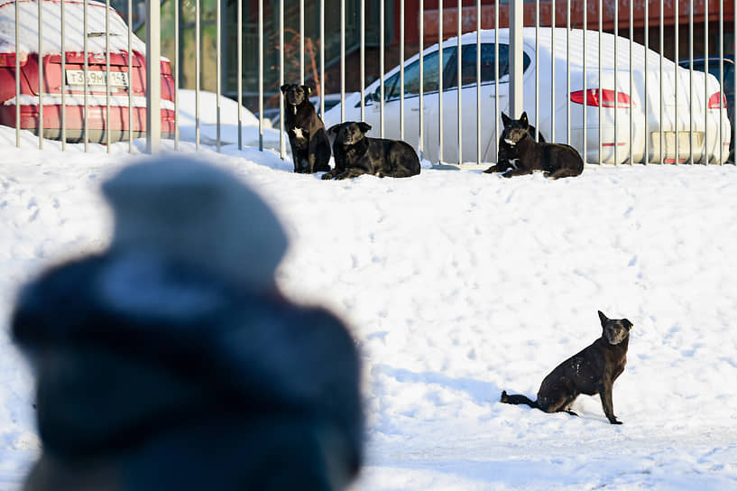 В Астрахани предложено усыплять собак спустя 15 дней пребывания в пункте временного содержания