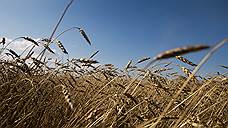 Уфимские инвесторы планируют построить в Балашове завод по переработке зерна