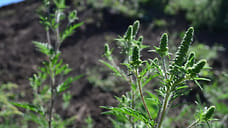 Новые карантинные зоны по амброзии площадью 200 га установили в Сочи