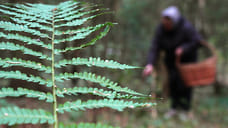 Три грибника потерялись на выходных в лесах Сочи
