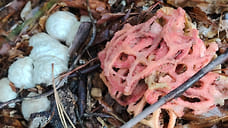 Краснокнижные грибы появились в Сочи позже обычного