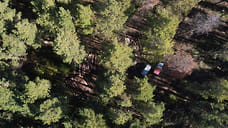 Турист испугался воя шакалов и ждал спасателей на столбе в лесу Сочи