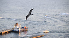 Морскую воду на пляжах Сочи признали безопасной