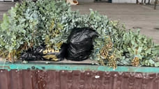 Житель Абхазии пытался провезти в Сочи 62 кг запрещенного эвкалипта