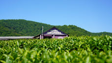 Холодная весна снизила урожайность чайных плантаций в Сочи на 13%