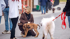 В трех районах Сочи открыли пункты бесплатной вакцинации животных