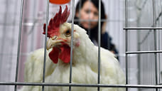 Ставрополье за три месяца увеличило экспорт мяса птицы на 25%
