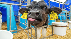 На Ставрополье в 2-3% молочной продукции не отвечают санитарным нормам