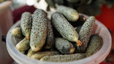 В Ставропольском крае увеличили производство тепличных овощей на 13%