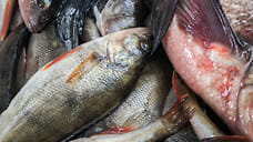 Дагестан увеличил экспорт рыбной продукции на 63%