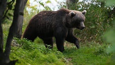 В Ставропольском крае нашли останки вымершего гигантского медведя