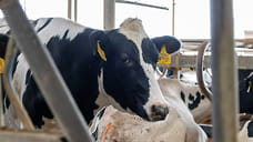 В КБР производство мяса выросло на 8,7% за девять месяцев