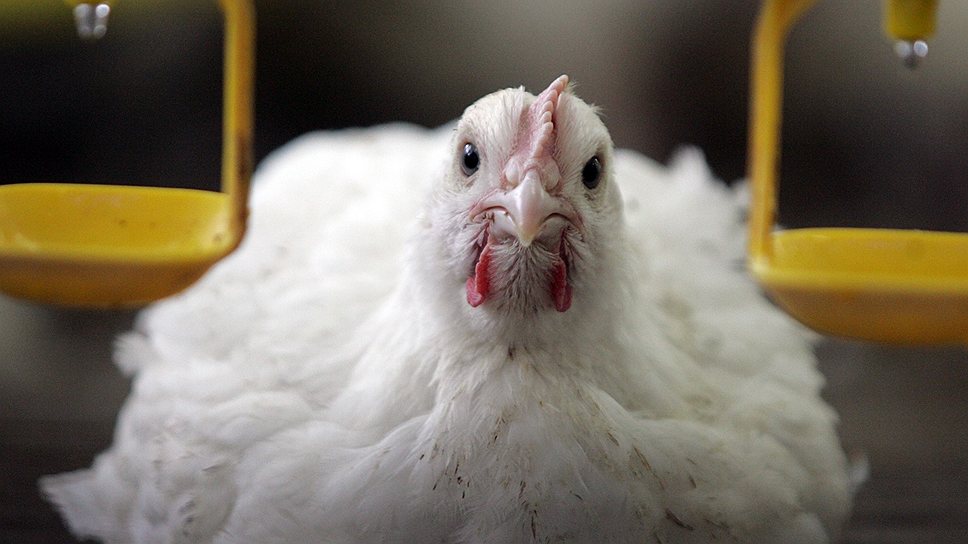 Сброс куриного помета в поле может обойтись птицефабрике «Уфимской» в крупную сумму