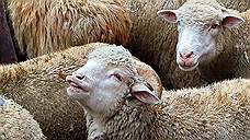 Проекту создания овцеводческого кластера на юге Башкирии обещана господдержка