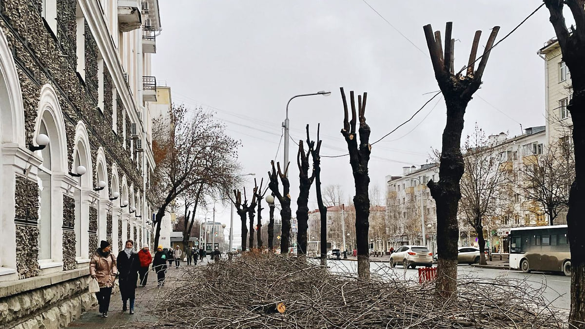 Когда деревья будут большими – Коммерсантъ Уфа