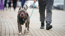 Уфимка взыскала 100 тысяч рублей компенсации за укус собаки