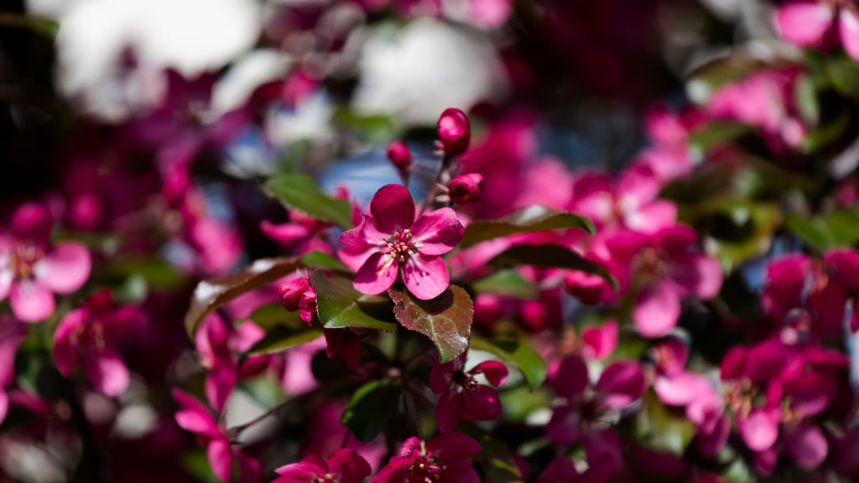 Цветущие яблони сорта «Роялти» в бизнес-аллее, высаженной газетой «Коммерсантъ-Башкортостан» вместе с партнёрами, в саду Аксакова