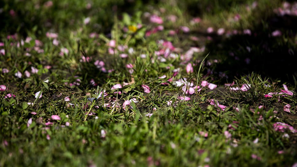 Цветы и зелень в объективе «Коммерсантъ-Уфа»