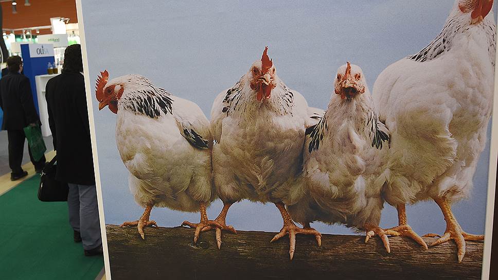 Башкирская курятина вполне может стать экспортным продуктом, если в республике будет увеличен объем ее производства и переработки