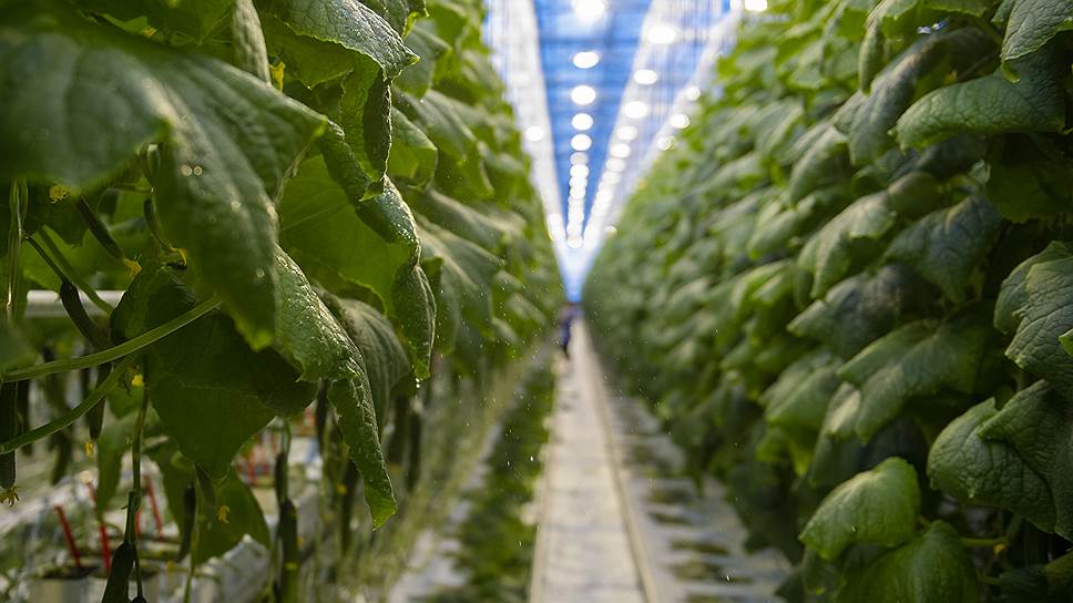 Производство тепличных овощей за три года планируют увеличить на треть