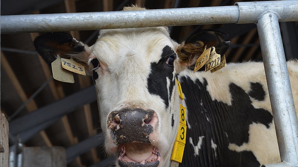 Возведение скотной биржи может изменить рынок КРС в Черноземье, считают эксперты 