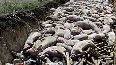 Чумное разгорание