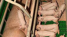 Воронежским аграриям добавят свиноматок