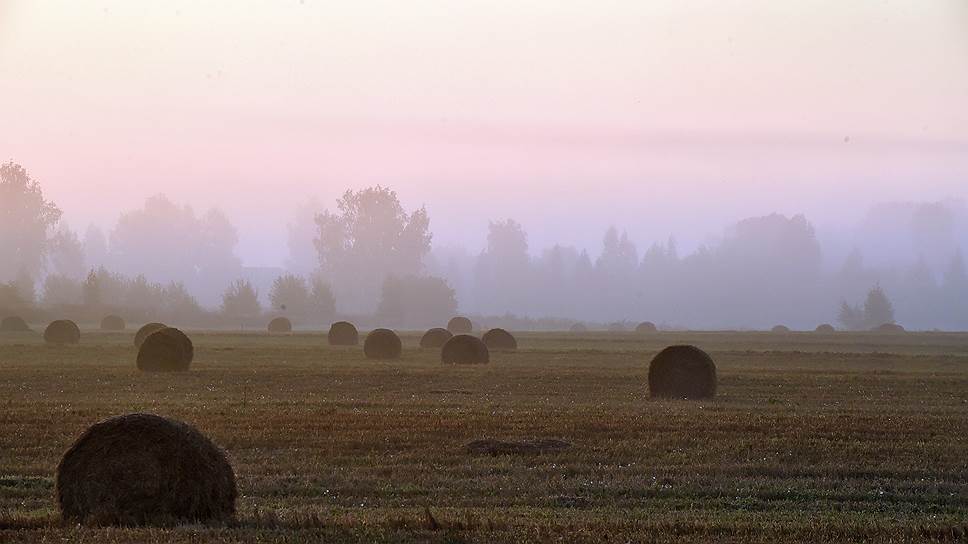 Почему крестьянско-фермерские хозяйства в Черноземье лишились льготных займов