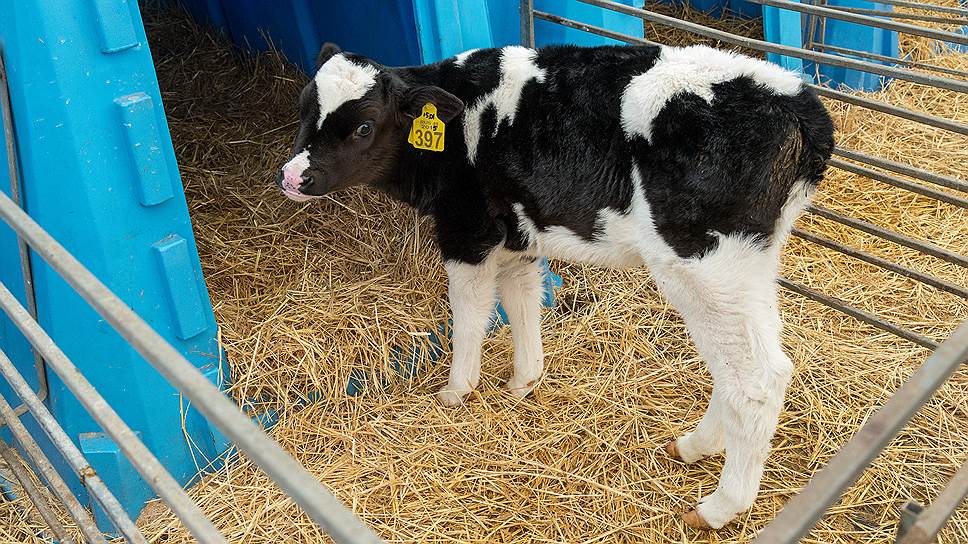Курские аграрии планируют крупный, но экономичный проект молочного комплекса