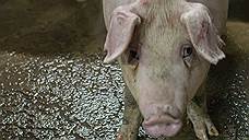 Cargill подкормит свиней из Липецка