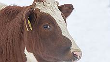 «Продимекс» укрупняет коров