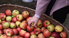 «Опора» нашла фальсификат в яблоках