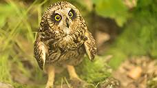 Воронежский заповедник мобилизовал директора