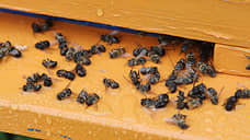 Пчелам ищут защиту