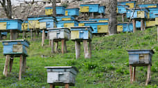 Тамбовским пчелам пишут закон