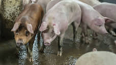 «Агропромкомплектация» очищает свиней