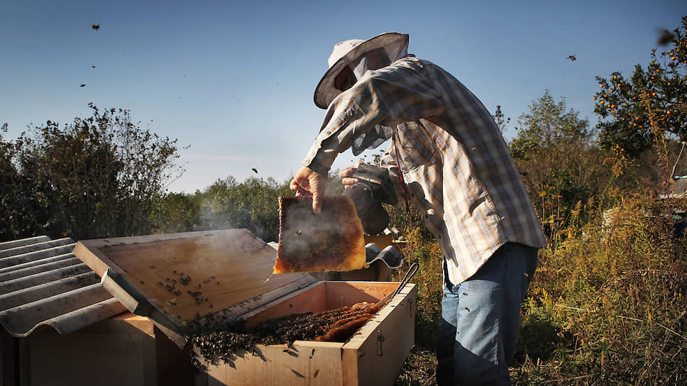 Курские пчеловоды разошлись в оценке опасности от аграриев 
в этом году