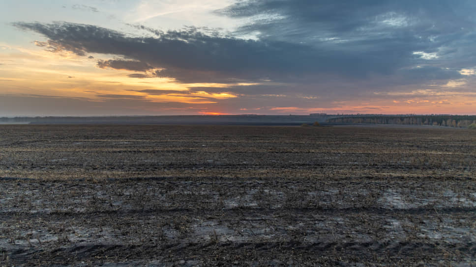 Воронежские аграрии потеряли около 1 млн тонн зерна из-за засухи прошлого года