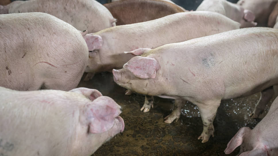 Воронежские власти стараются уберечь свиней в хозяйствах региона от смертельного вируса