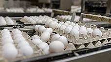 «Белая птица» планирует увеличить производство бройлеров в Ростовской области