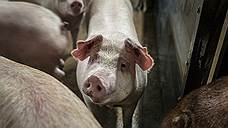«Мираторг» увеличил производство свинины в первом квартале