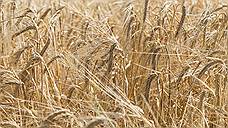 В Тамбовской области планируют собрать 3,7 млн тонн зерна