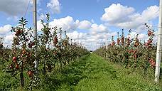 Кассация оставила в силе решение об изъятии в госсобственность участка воронежских яблоневых садов