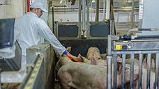 В Воловском районе Липецкой области обнаружена африканская чума свиней