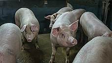 Владельцам изъятых из-за АЧС свиней в Орловской области выплатят 10 млн рублей