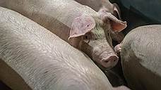 Тамбовский свинокомплекс «Русагро» может выйти на проектную мощность в 2020 году