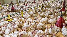Две тамбовские птицефабрики смогут поставлять продукцию в Китай