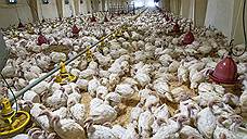 Белгородский торговый дом производителя мяса бройлера «Белая птица» попал под наблюдение