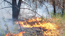 В воронежском заповеднике сгорело три гектара леса