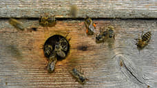Большая часть курских пчел погибла на незарегистрированных пасеках